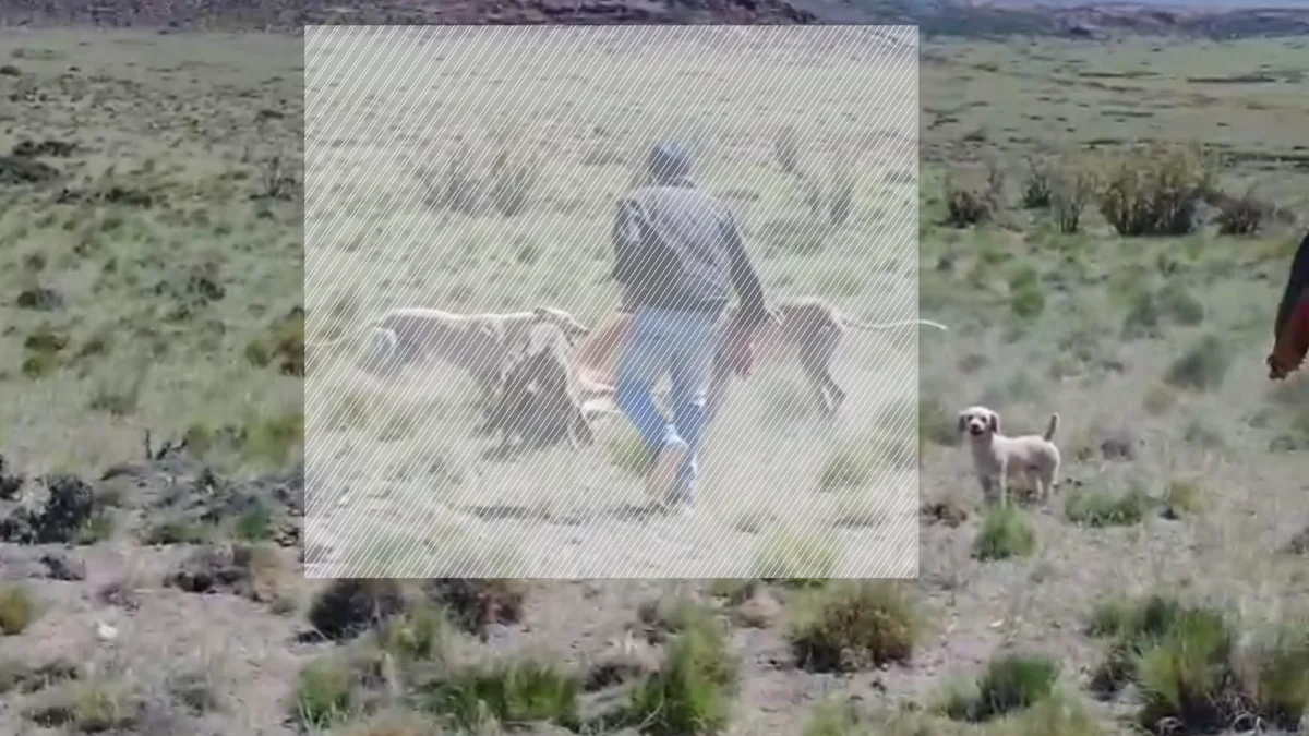 Cacería sin control en la Payunia: acorralaron guanacos, lo filmaron y subieron a las redes