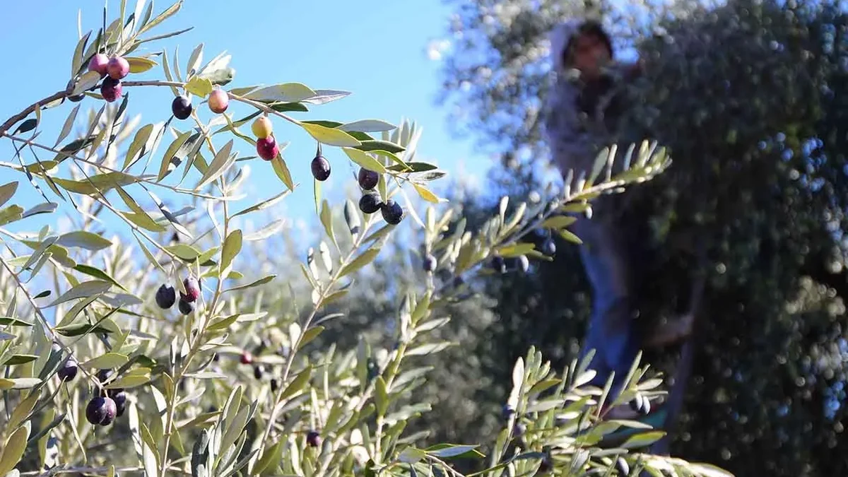 Los atraparon in fraganti robando kilos de aceitunas de un finca y los atraparon a los pocos metros
