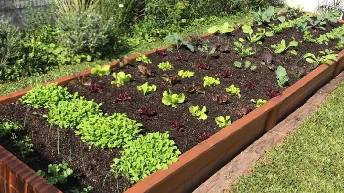 Huerta en casa: la capacitación gratuita que lanza el Iscamen