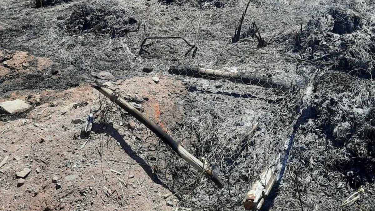 Incendio forestal en Colonia Suiza afectó dos hectáreas y creen que fue provocado por negligencia