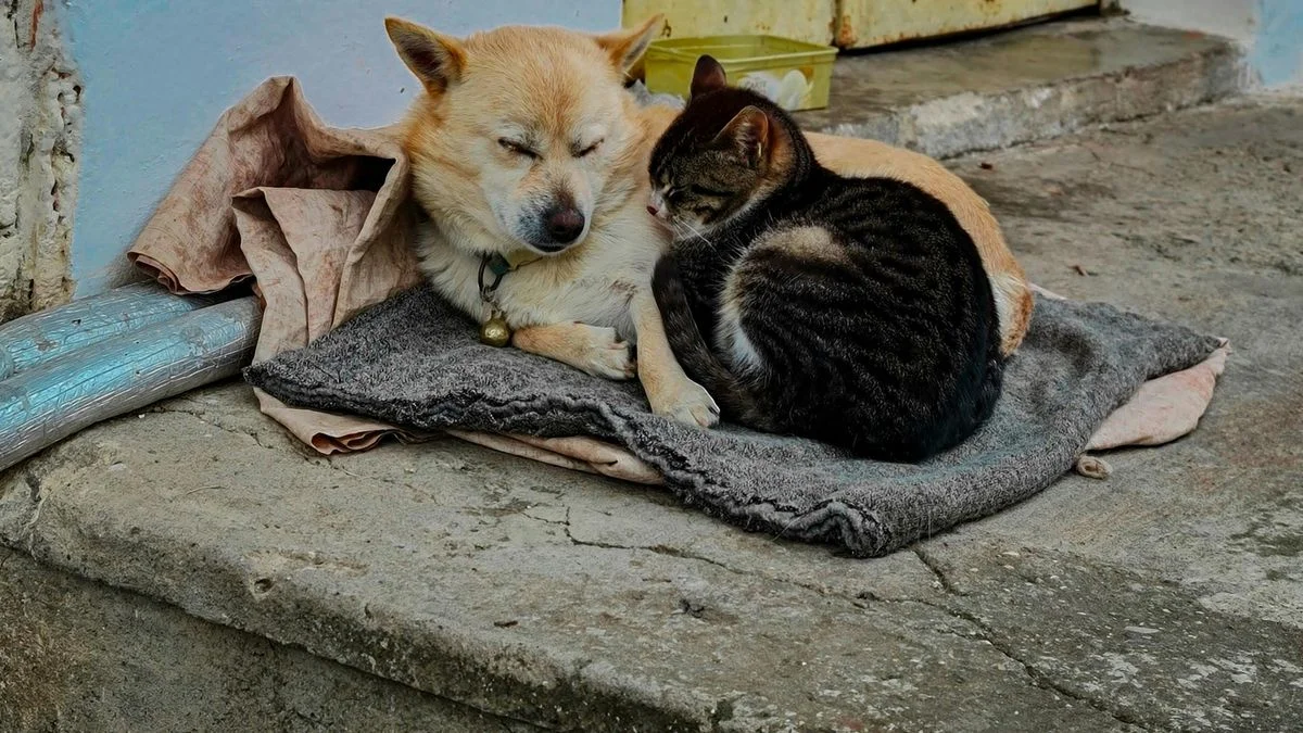 Un refugio de Guaymallén pide ayuda urgente para vacunar a más de 200 animales