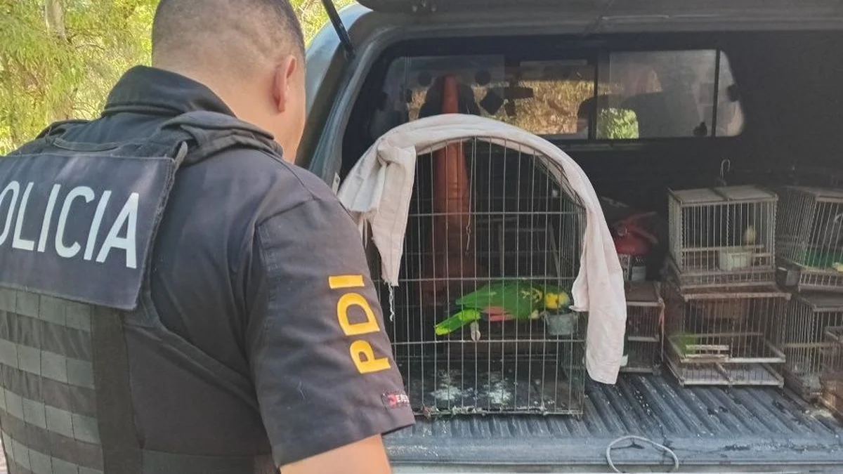 Rescatan aves silvestres que eran ofrecidas para la venta en las redes sociales en Mendoza