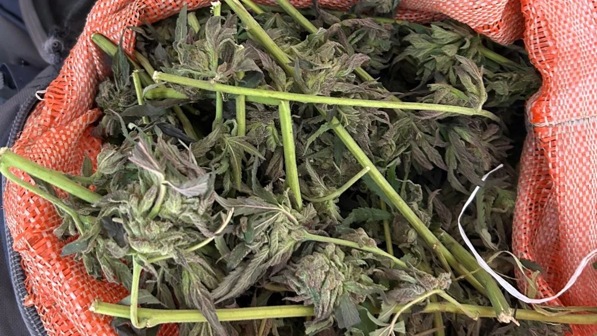 Los vieron en actitud sospechosa y llamaron al 911: tenían un cuchillo y más de 2 kilos de marihuana