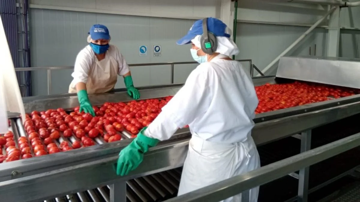 La invasión de tomate chino y chileno está matando la producción de Mendoza, advierten los productores
