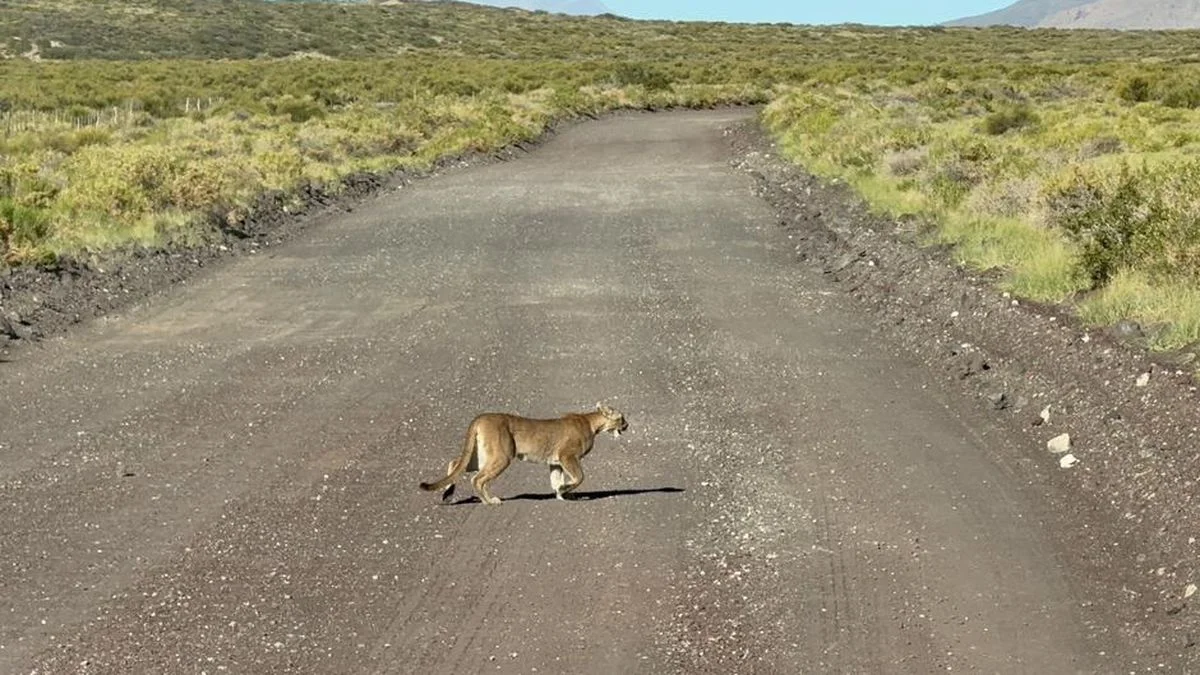Temor en Malargüe por el avistaje de pumas en la ruta