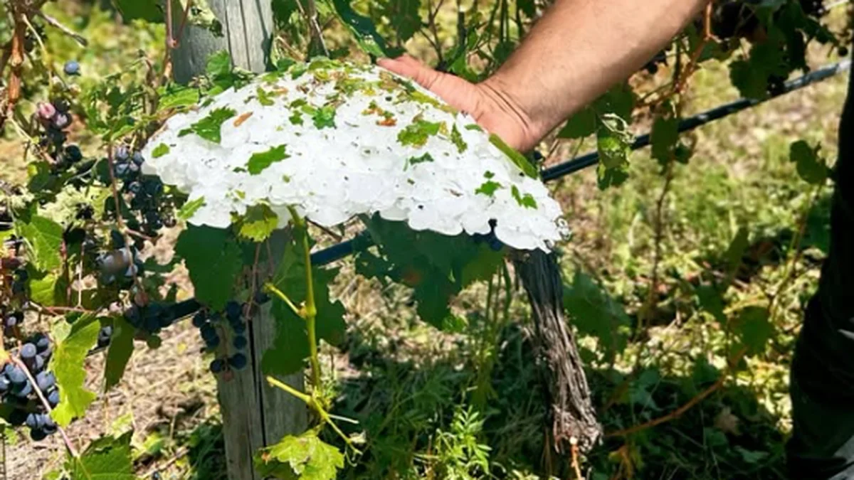 Emergencia agropecuaria en San Rafael y General Alvear: los distritos alcanzados según Nación
