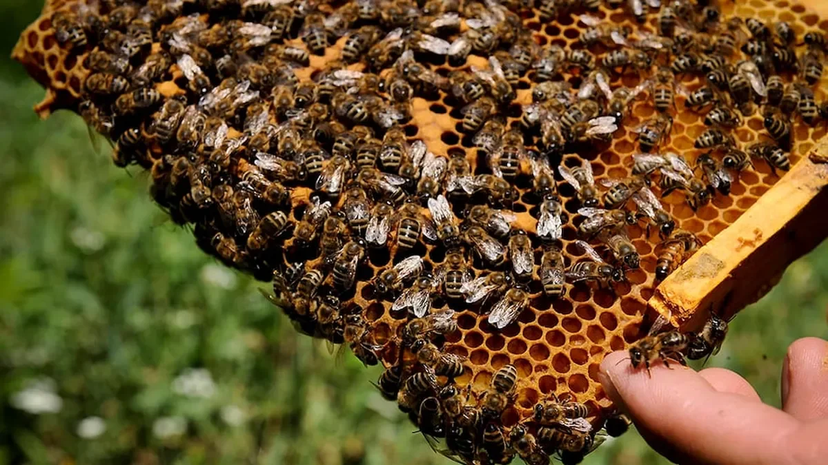 Abejas, miel y futuro: Mendoza actualiza su ley apícola para cuidar una actividad clave