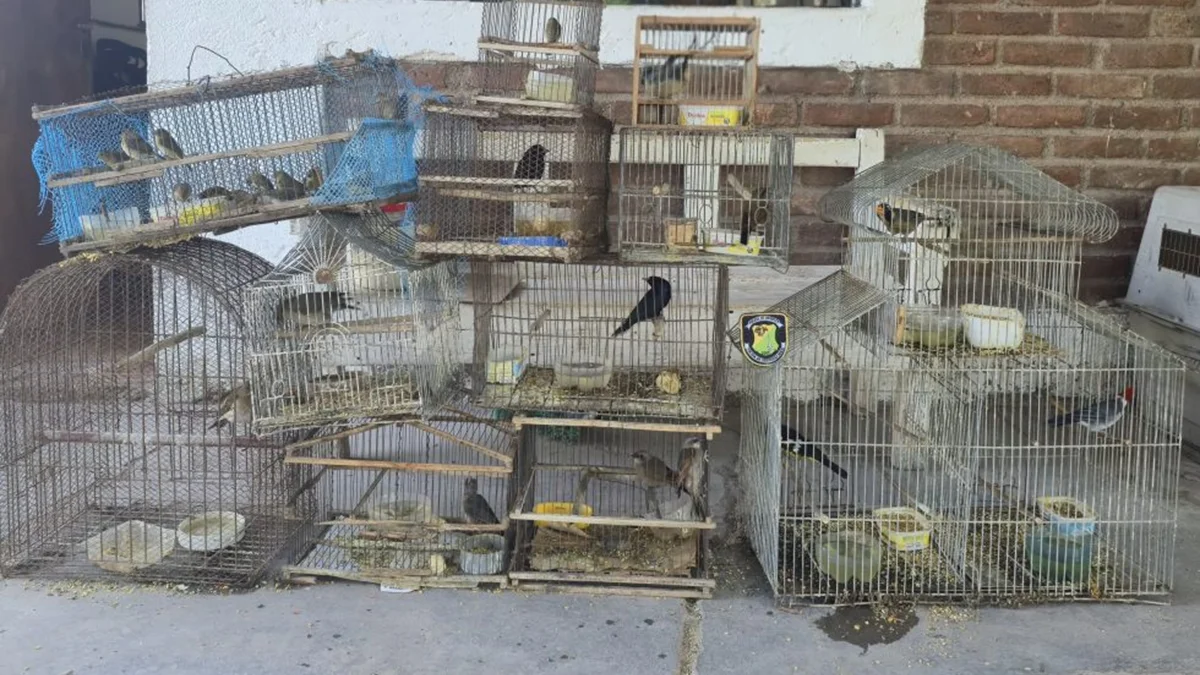 Tenían aves silvestres en cautiverio: secuestran 26 ejemplares en viviendas de Guaymallén