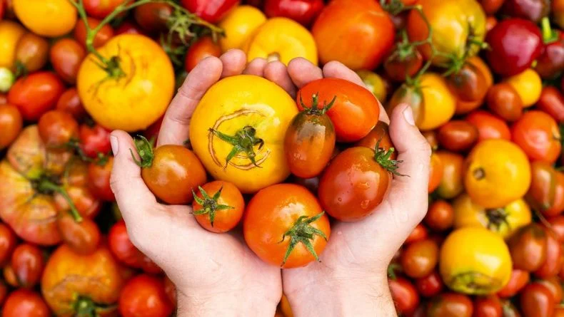 Festival del Tomate: 7, 8 y 9 de febrero