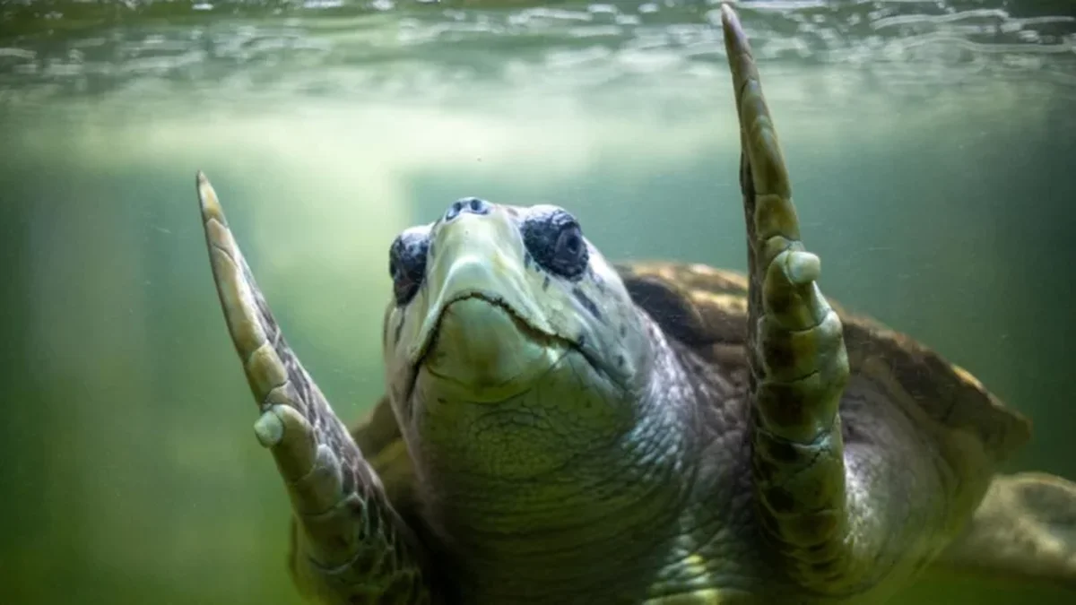 El tortugo Jorge ya llegó a las costas de Porto Alegre en Brasil y continúa su viaje hacia el norte