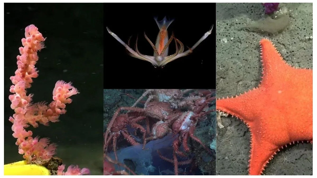 Hito para la ciencia argentina: termina el streaming del Conicet desde el fondo del mar