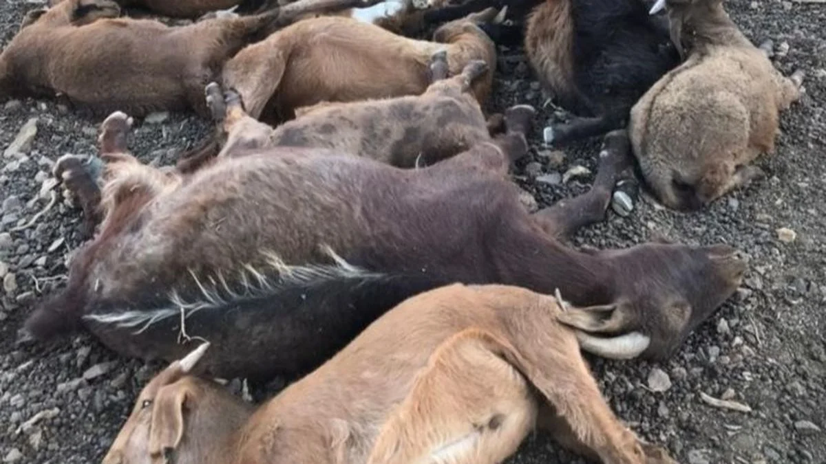 Puestero de Malargüe denunció a veterinarios por la muerte de sus animales