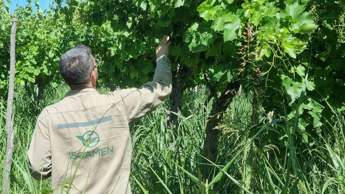 Golpe contra el temido bicho que pudre la uva y seca las cuentas de los viñateros