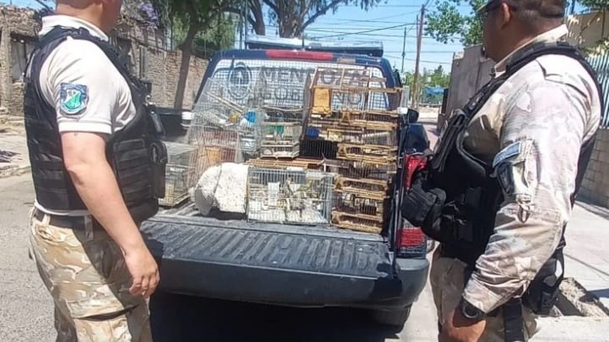 Delito ambiental en el barrio San Martín: mantenían 22 aves en estado de cautiverio