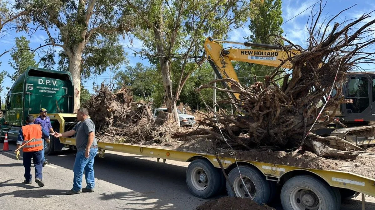 Vialidad arranca 65 eucaliptos en San Martín tras el rezongo del intendente