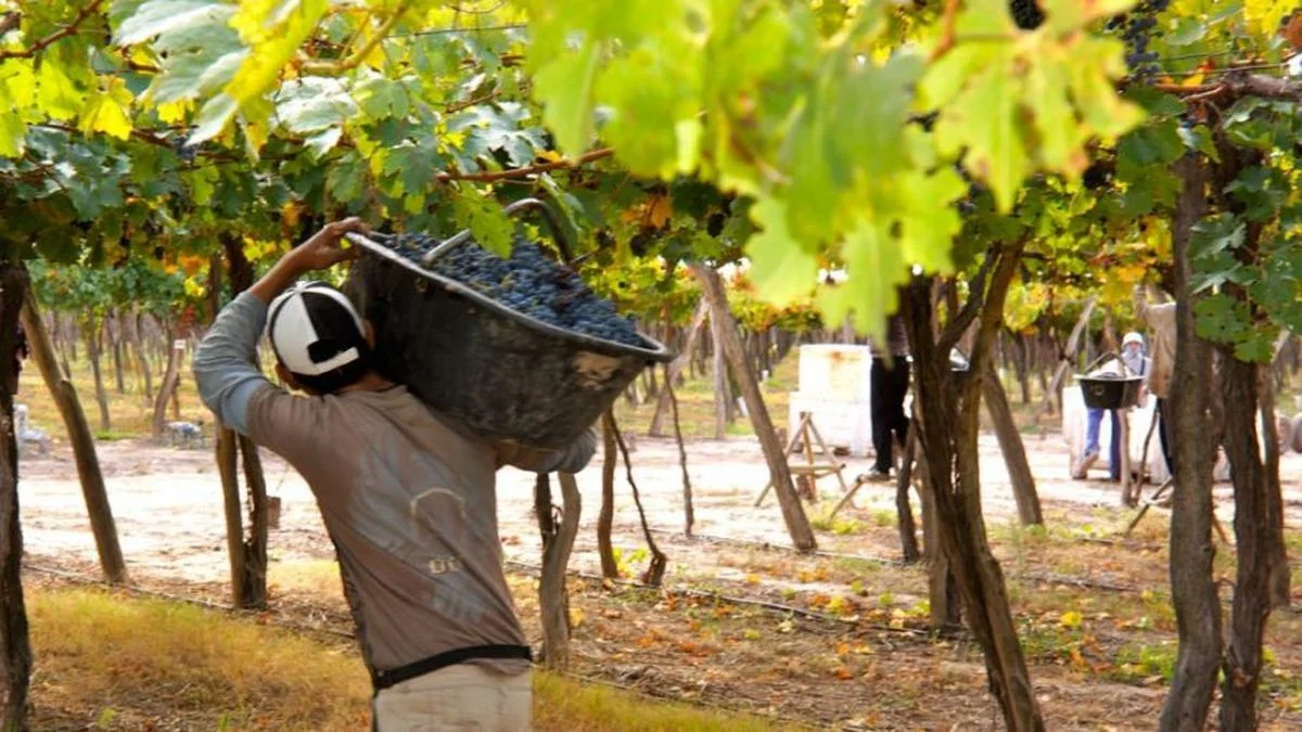 El vino de Mendoza paga por las guerras al otro lado del mundo: ahora la urea