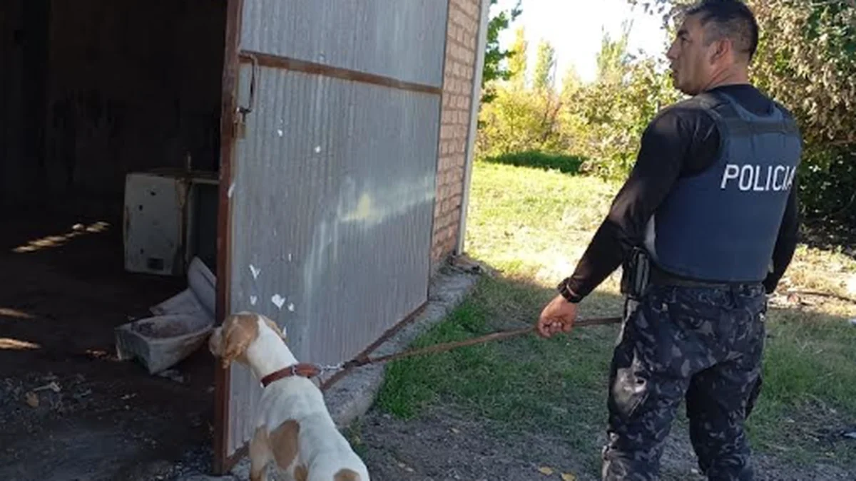 Con la ayuda de "Fito", uno de los perros de la Policía de Mendoza, encontraron bienes robados en Rivadavia