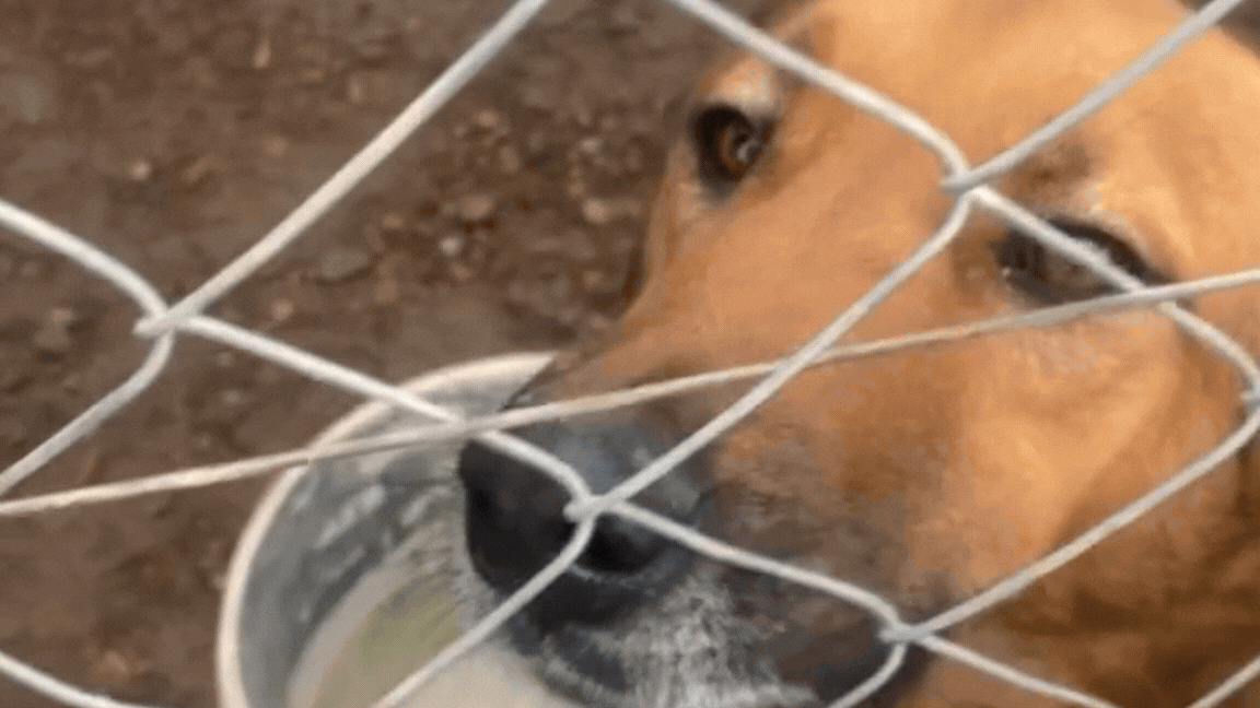 Robaron todo el alimento en un refugio de perros de Godoy Cruz