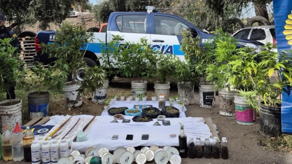 Marihuana en San Rafael: la Policía Federal secuestro más de 15 plantas