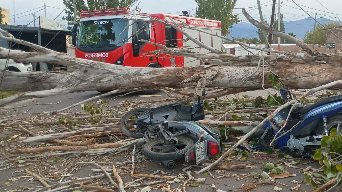 Tragedia por el viento Zonda: un motociclista murió aplastado por un árbol en Las Heras