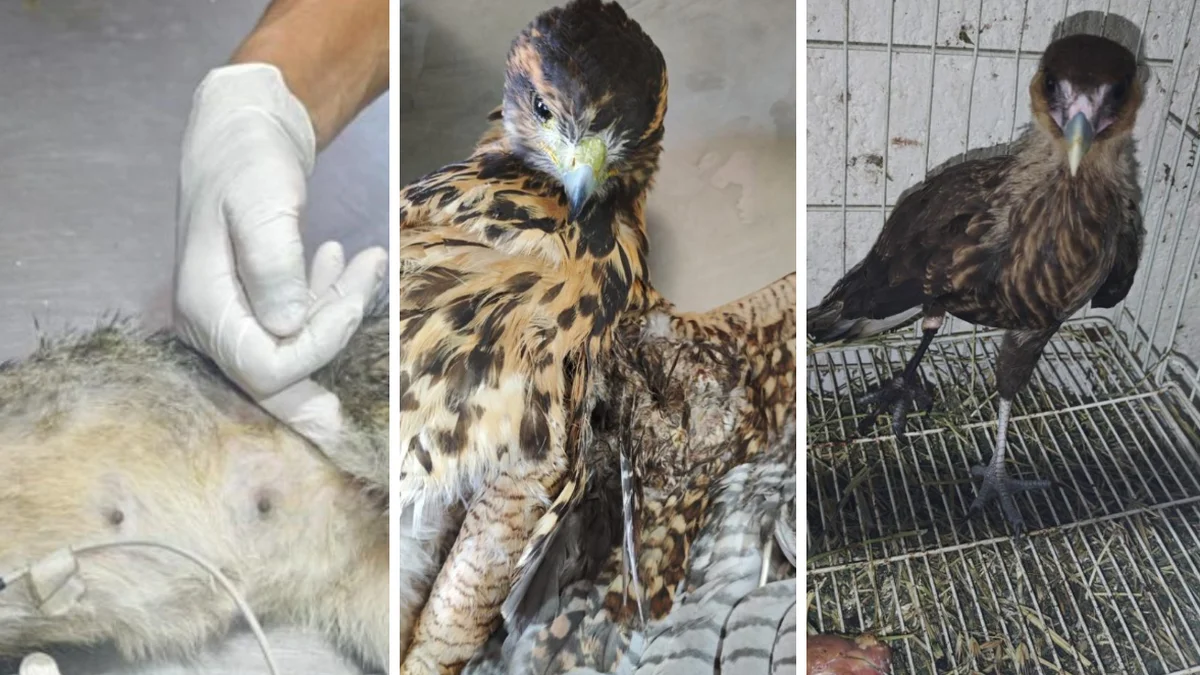 Un zorro y tres aves con lesiones irreversibles reavivan el llamado a proteger la fauna silvestre