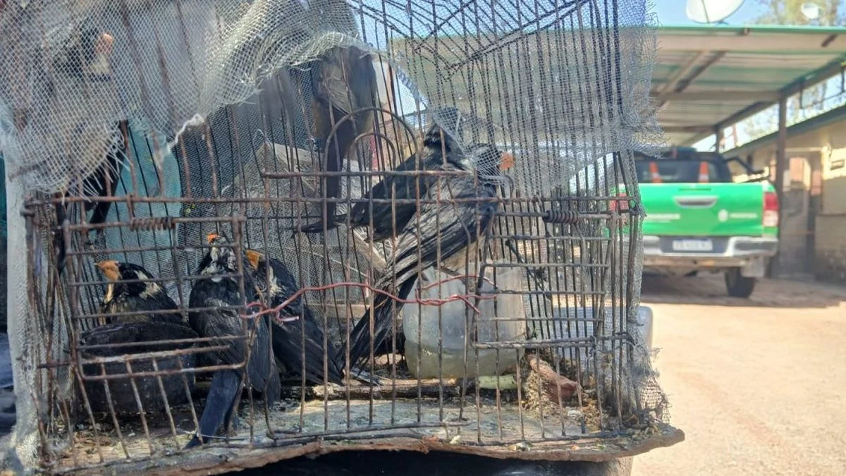 Detienen a traficantes que trasladaban aves autóctonas de Catamarca a Mendoza