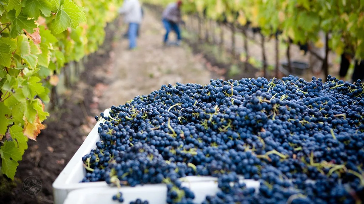 Maipú le da un giro a la uva: qué producto busca impulsar ante la caída del consumo de vino