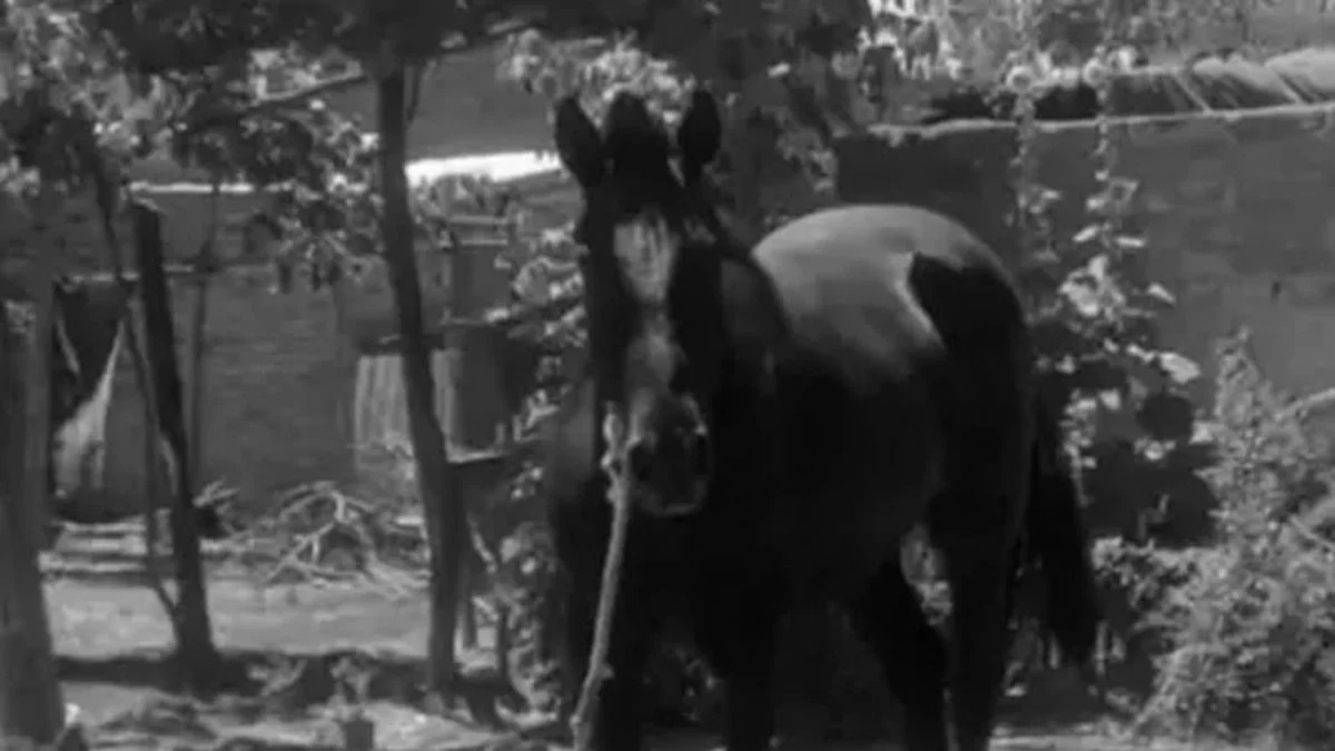 Mató y faenó al caballo de un niño: la Justicia determinó que continúe detenido en el penal