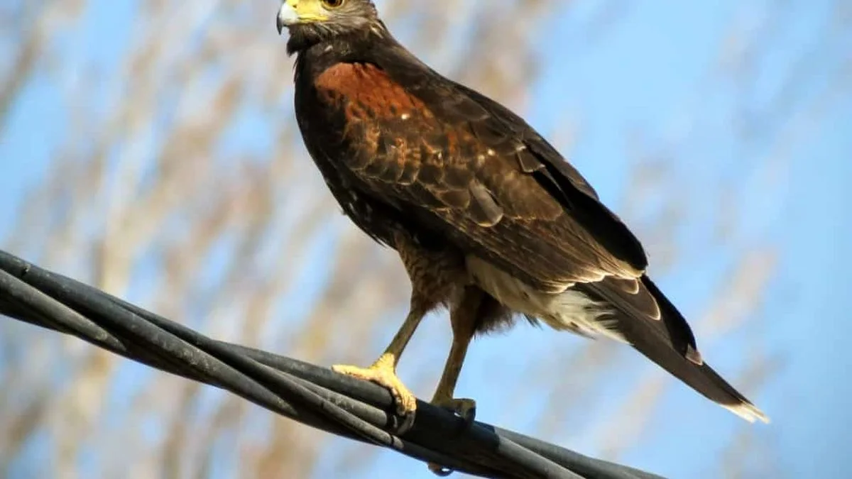 Crece la presencia de gavilanes en zonas urbanas de Mendoza: cómo actuar y por qué no temerles
