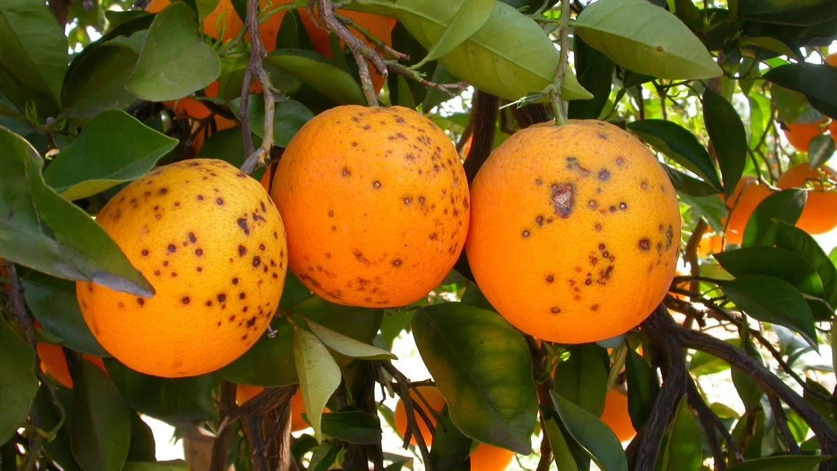 Por qué cosechar cítricos en invierno ayuda a prevenir plagas