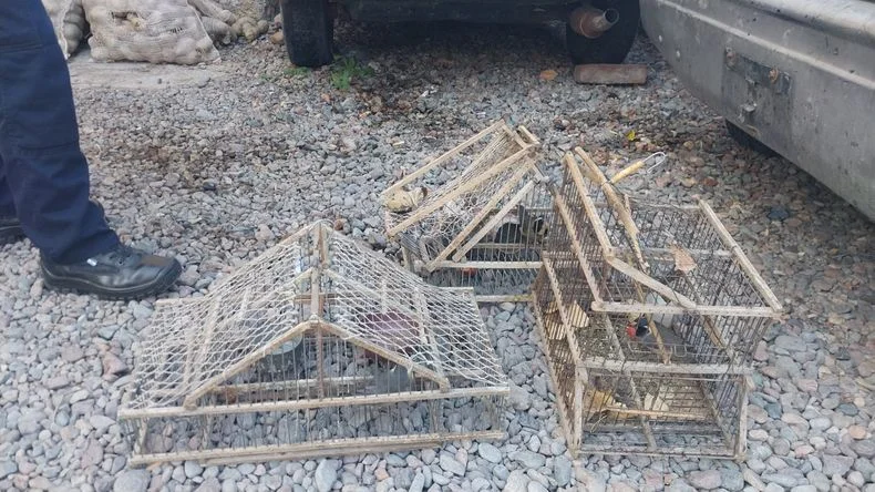 La Polic&iacute;a Rural encontr&oacute; elementos para la caza ilegal de aves en Tupungato.&nbsp;