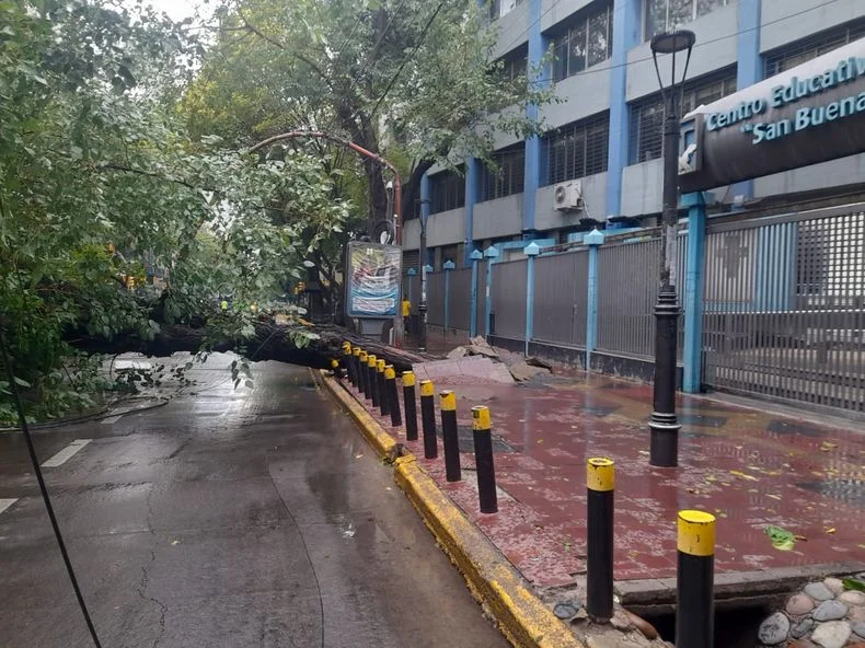 Un árbol colapsó en calle Patricias Mendocinas: comerciantes habían hecho más de seis denuncias