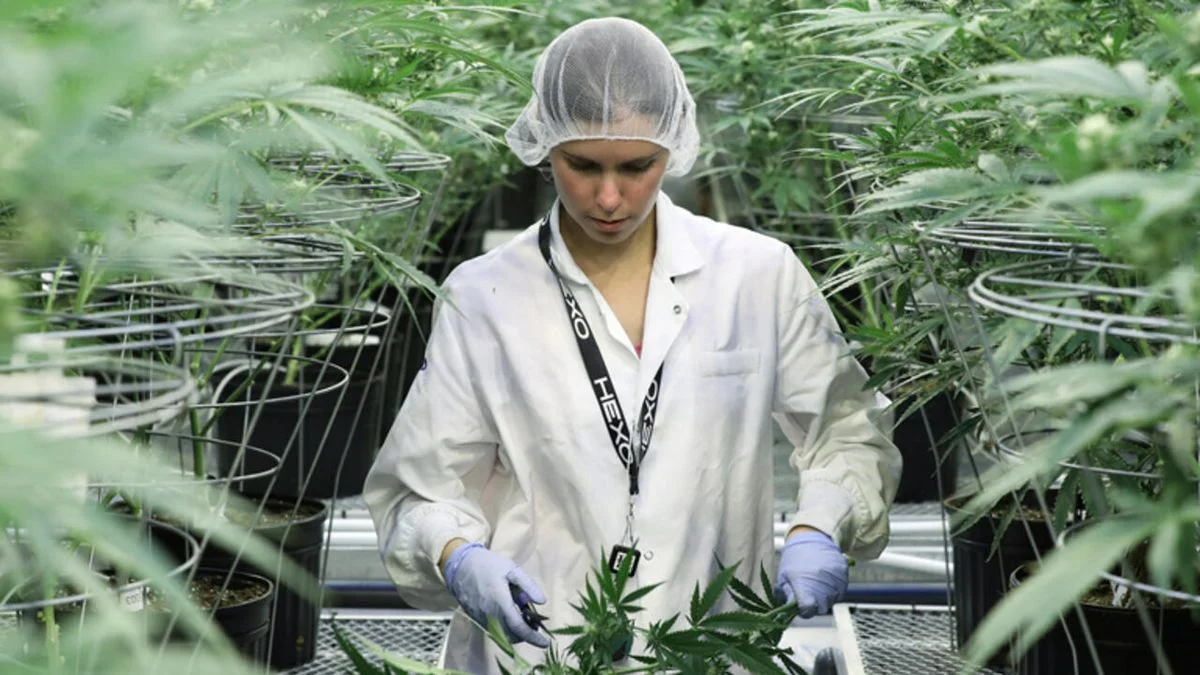 El Senado de Mendoza aprobó la regulación del cannabis medicinal e industrial