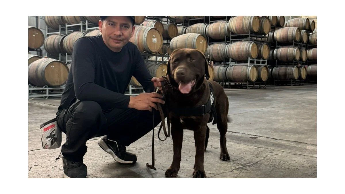 La nariz más fina: perros detectores de contaminantes analizan vinos de Mendoza