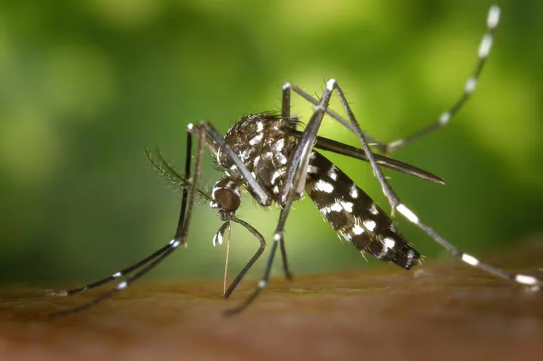 El dengue acecha en verano y el invierno es una ventana de oportunidades para acceder a la vacuna.&nbsp;