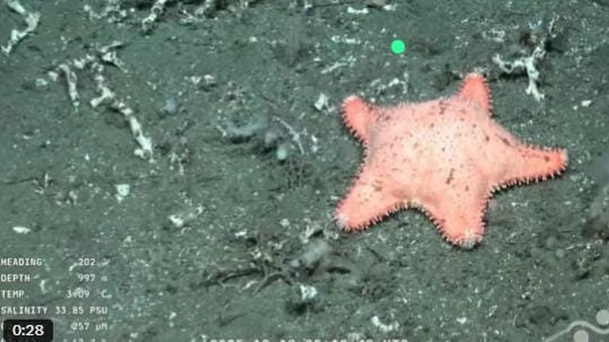 Otra estrella culona se roba el streaming, pero esta vez "no tiene los glúteos marcados"