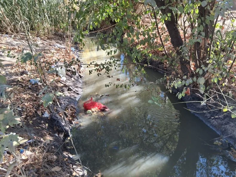 Colapso cloacal y grave contaminación en Corralitos: estas son las más 500 hectáreas productivas afectadas