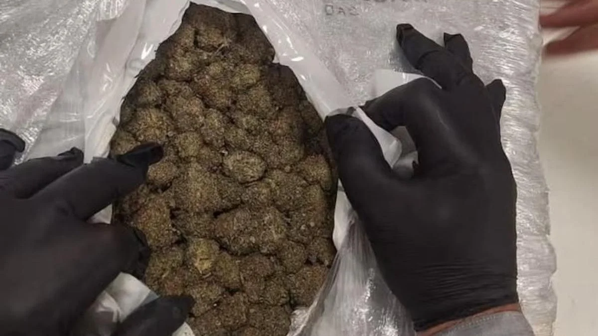 Golpe al narcotráfico en Ezeiza y Misiones: se incautaron 129 kilos de marihuana durante dos operativos