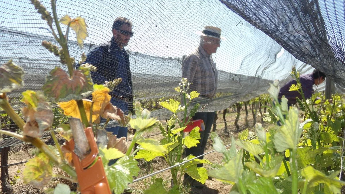 Operativo Lobesia: entregan difusores de feromonas a más de cuatro mil productores