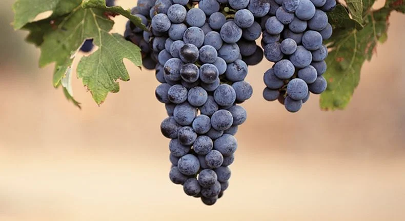 Un racimo de uva malbec, característico por ser cónico mediano, de baya negra azulada y hojas cuneiformes.  