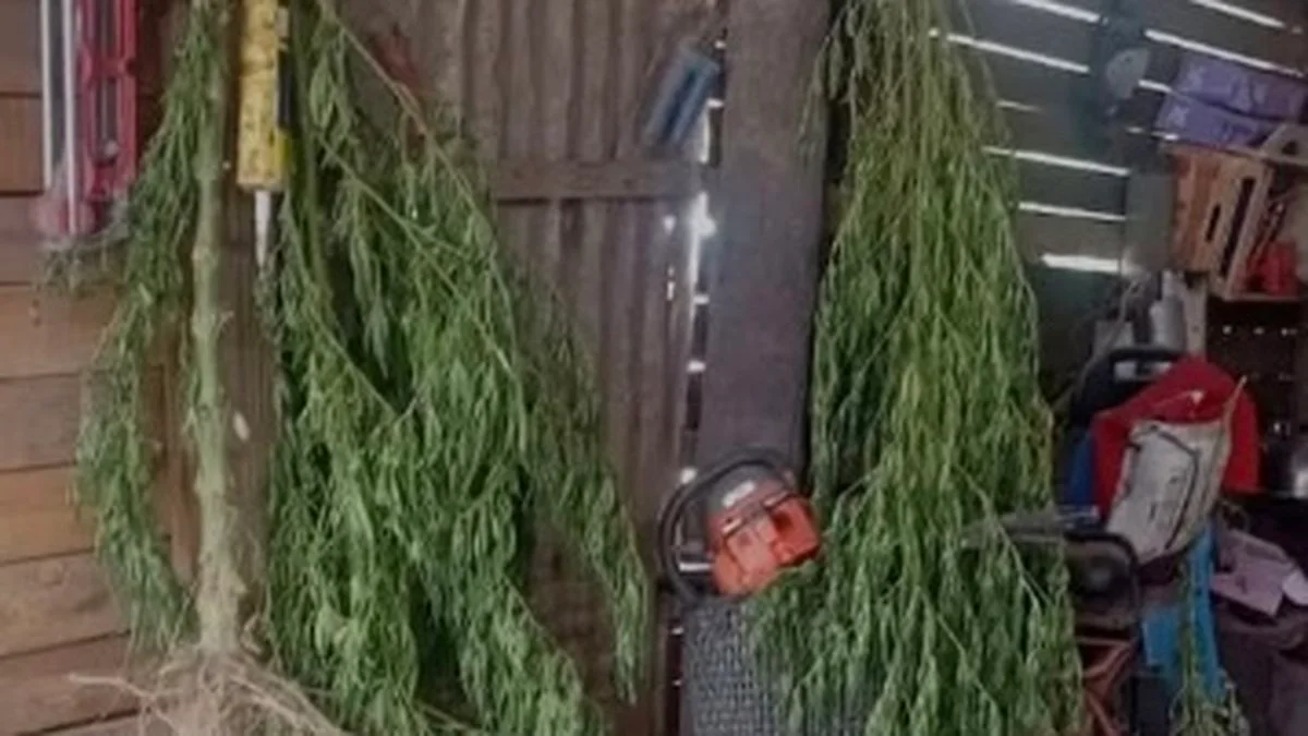 Hallaron más de 50 kilos de marihuana en el patio de una casa en General Alvear