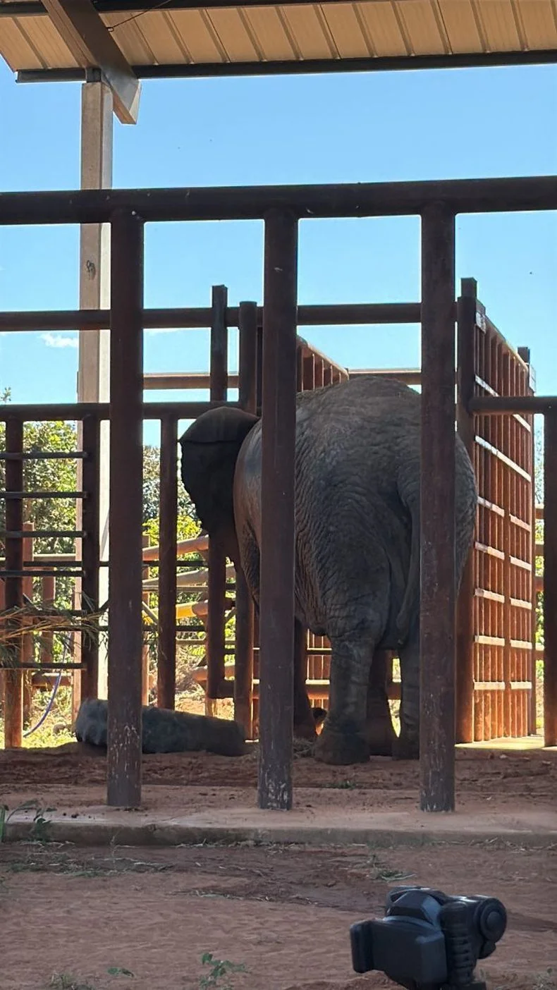 As&iacute; es el espacio en el que vivir&aacute; la elefanta Kenya en el santuario ubicado en Mato Grosso.&nbsp;