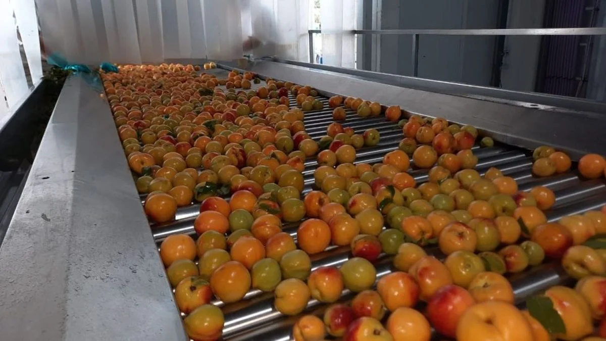 Los productores de frutas y la crisis: se avizora una temporada de bajo precio por kilo
