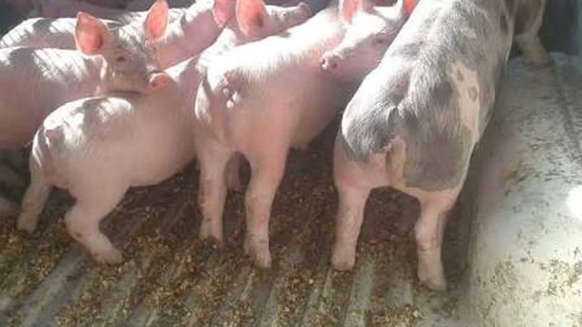 Robo de lechones en San Rafael: cuatreros hicieron de las suyas en una finca