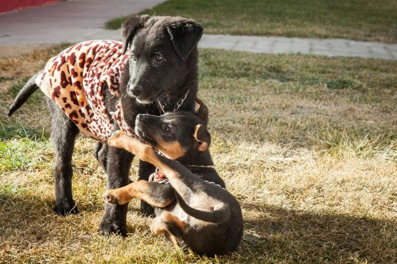 El municipio de Las Heras lanz&oacute; una aplicaci&oacute;n para turnos veterinarios.&nbsp;