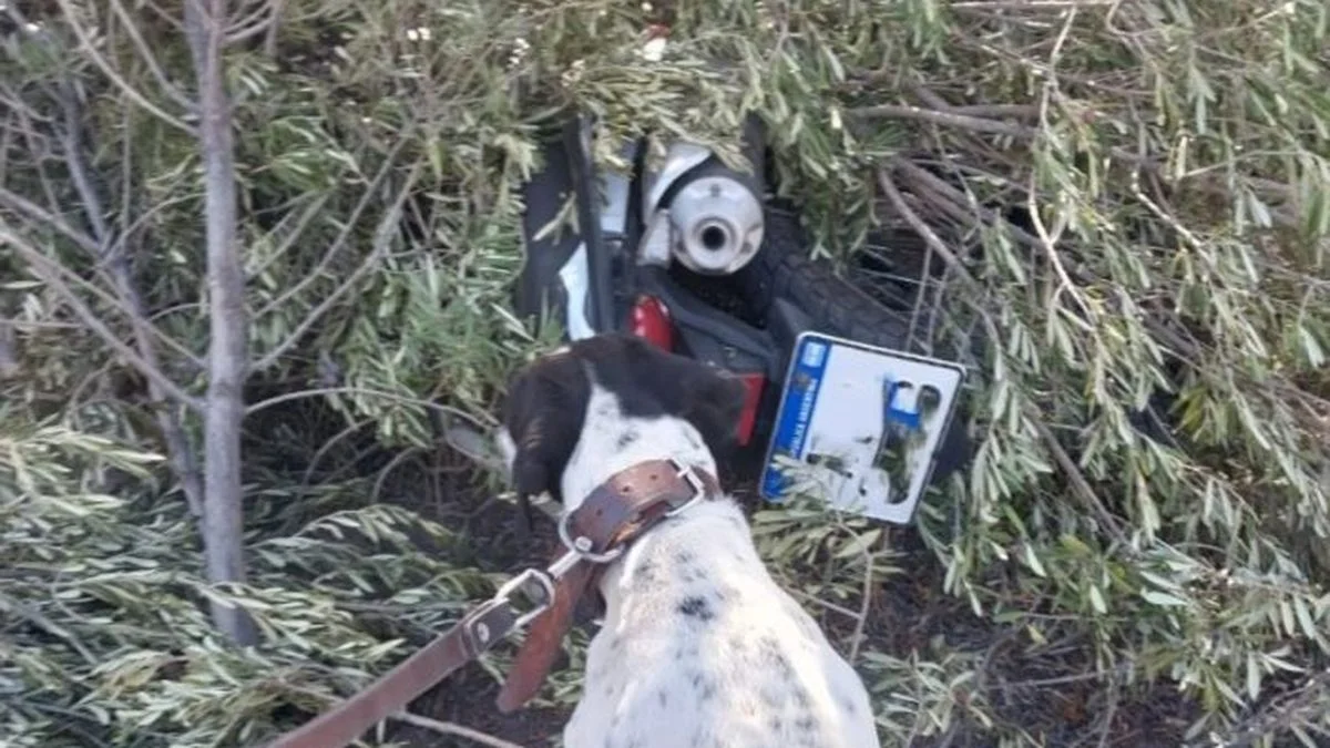 Con ayuda de Nol, el perro policía, recuperan una moto robada en San Rafael