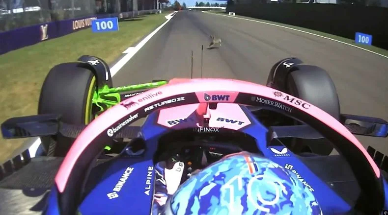 Pierre Gasly, compa&ntilde;ero de Franco Colapinto, atropell&oacute; a un conejo.