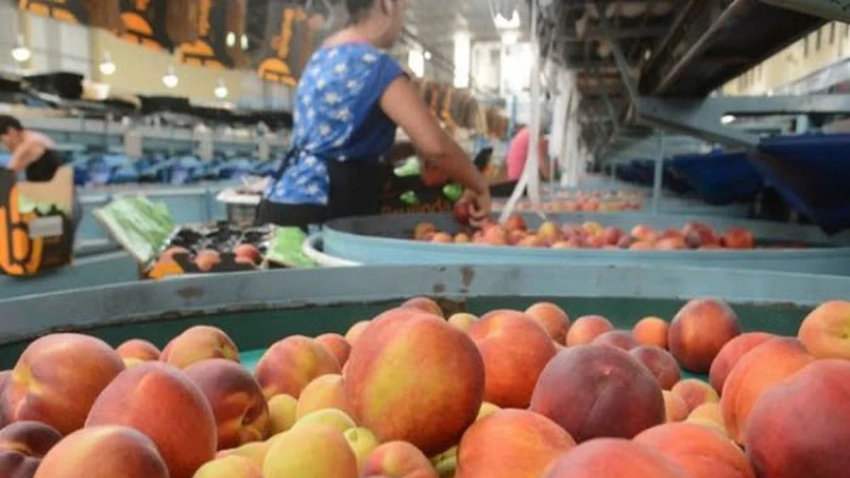 General Alvear: durazno para industria y tomate, en crisis por los bajos precios