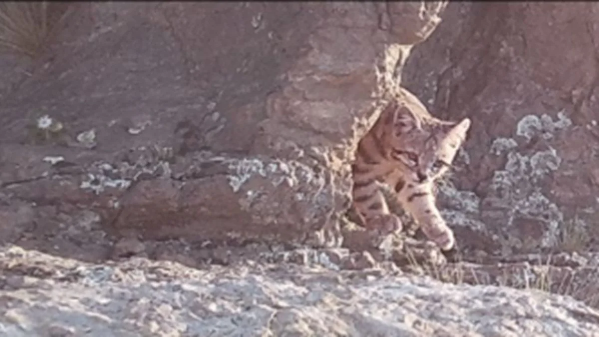 Importante registro: Malargüe se consolida como refugio del gato andino