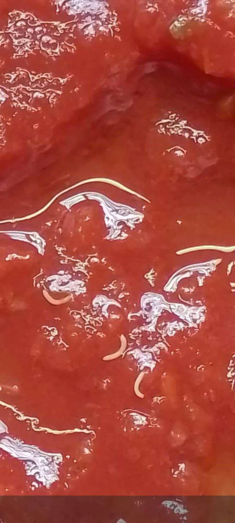 ANMAT alerta por tomate triturado de Marolio: encuentran gusanos en un lote